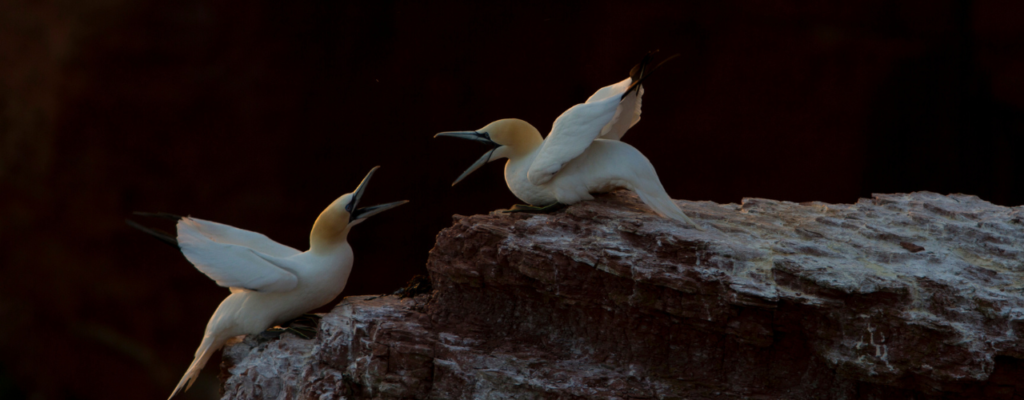 Argument Essentials WP